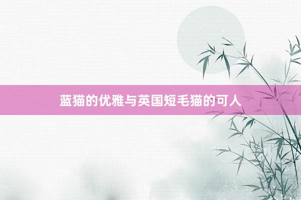 蓝猫的优雅与英国短毛猫的可人